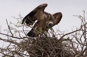 VultureNest
