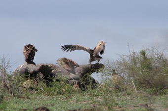 VultureRhino